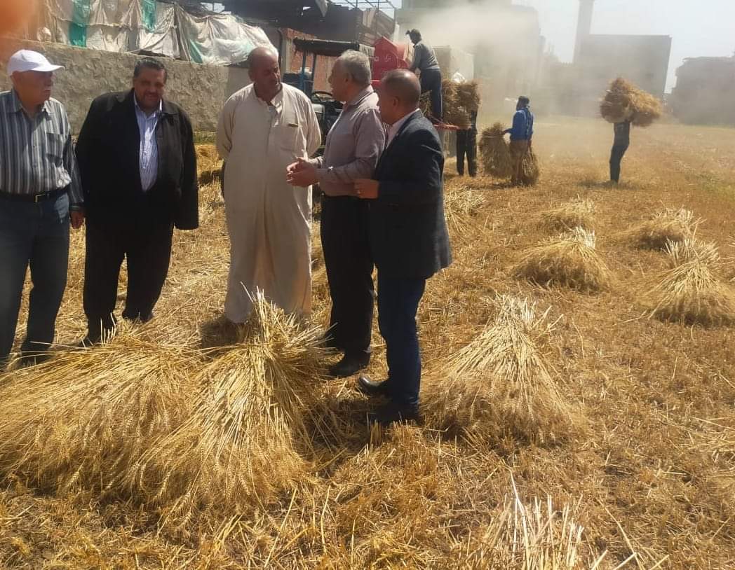 حقول القمح بالإدارة الزراعية بالسنطة (1)