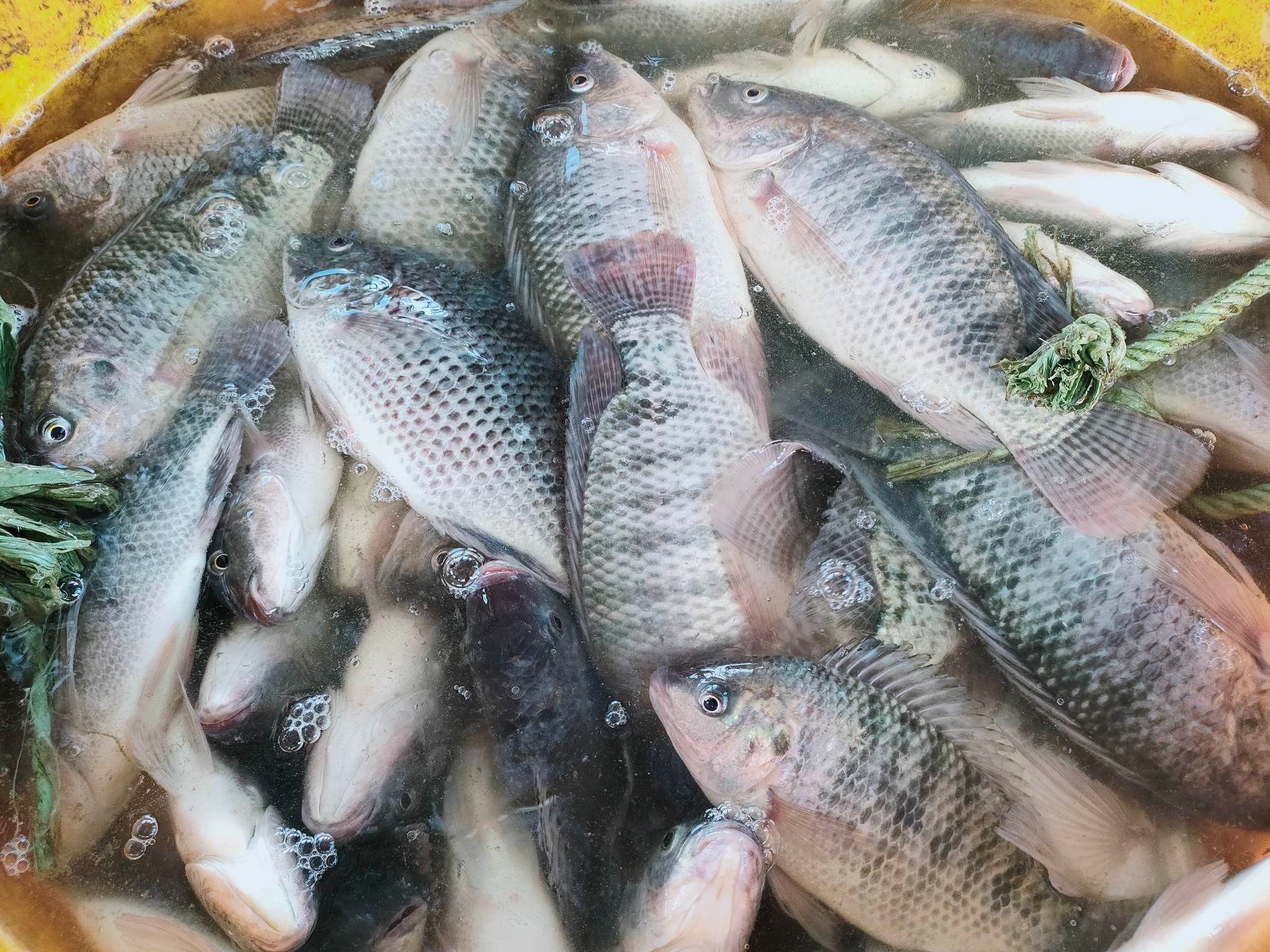 مشروعات الاستزراع السمكي بالوادي الجديد (6)