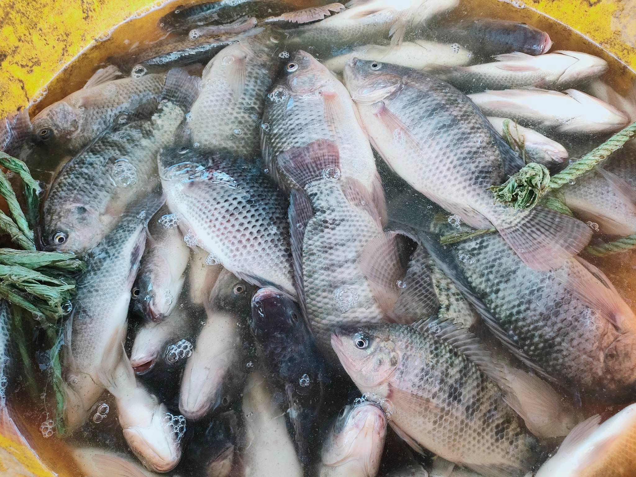 مشروعات الاستزراع السمكي بالوادي الجديد (2)