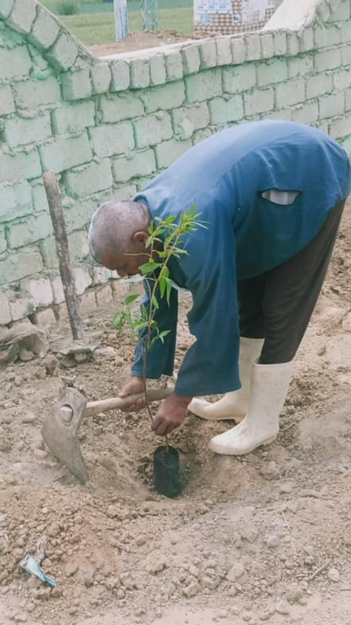 زراعة أشجار مثمرة فى الفيوم (4)