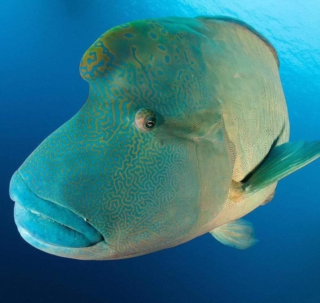 سمكة نابليون الشهيرة المحرم صيدها