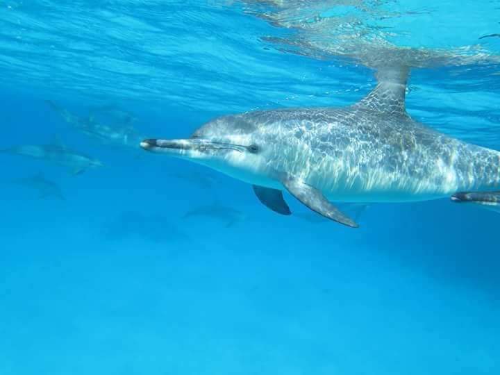 الدلافين المختلفة فى البحر الأحمر 
