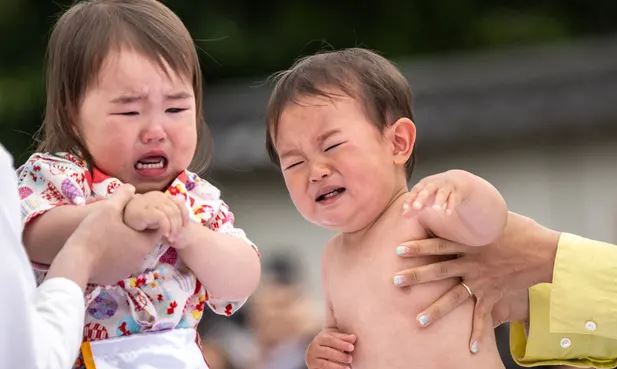 عودة مهرجان سومو بكاء الأطفال في اليابان