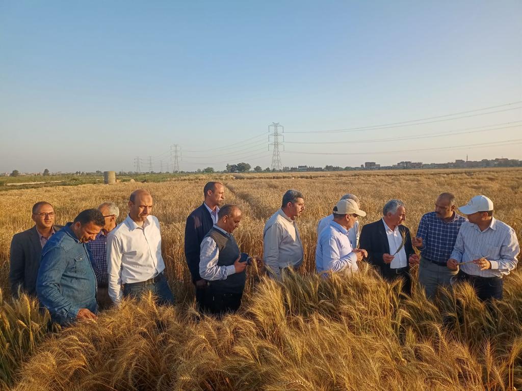 ‫رئيس البحوث الزراعية يفتتح حصاد المحاصيل الشتوية بمحطة سخا بكفر الشيخ (3)