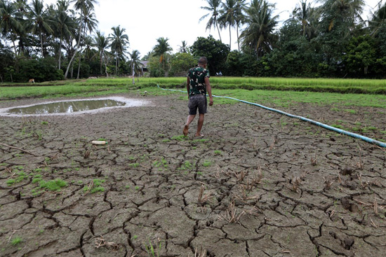 موسم الجفاف فى اندونيسيا (7)