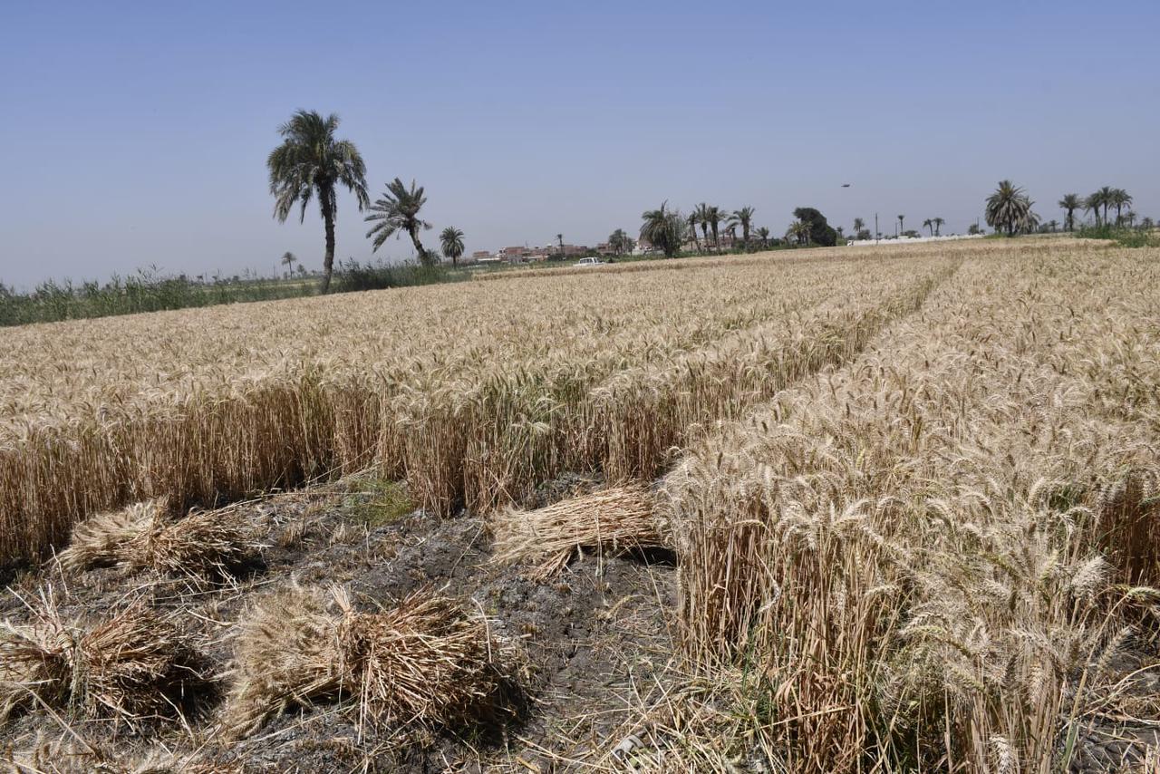 محافظ الفيوم يتفقد حصاد القمح بأحد الحقول (6)
