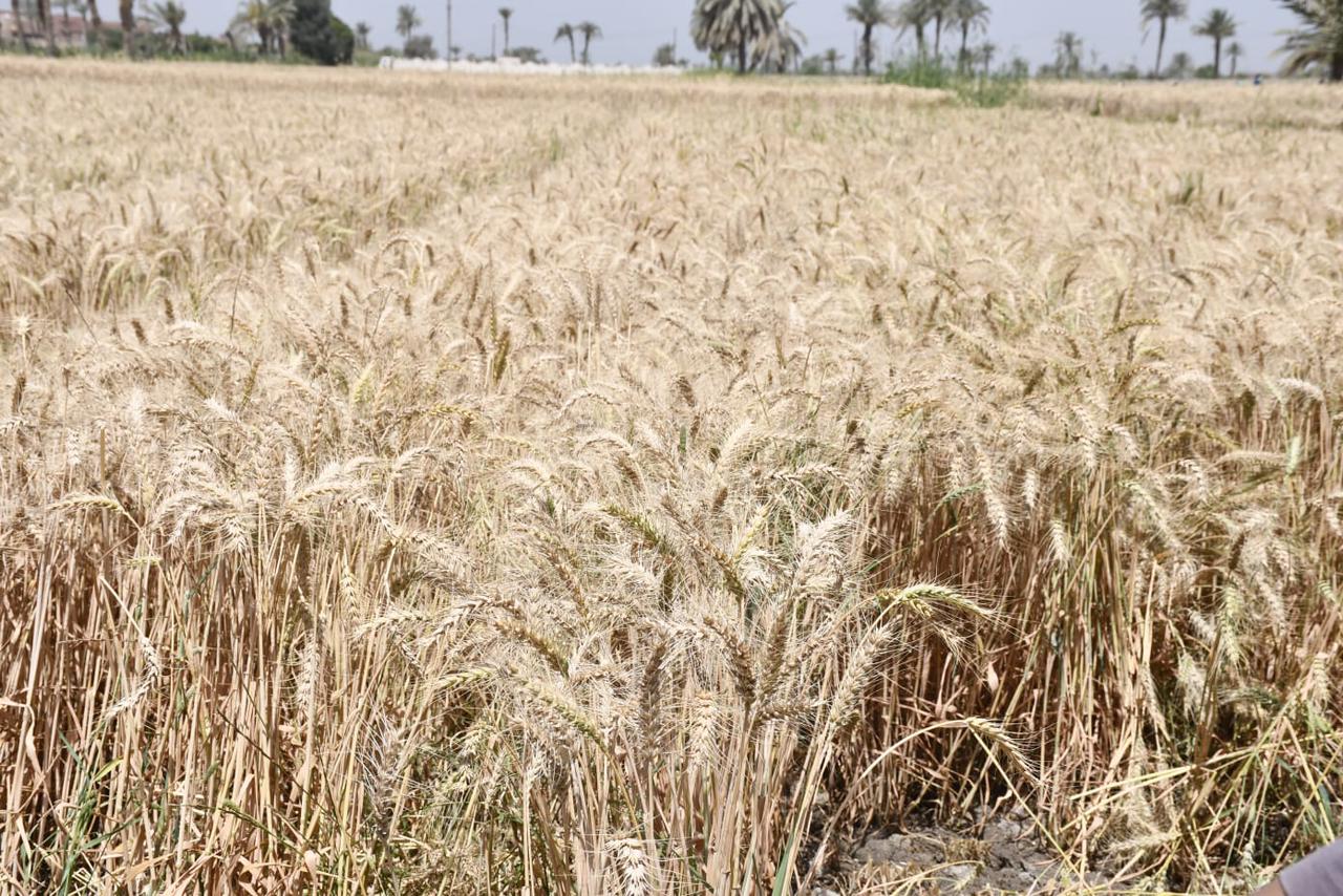 محافظ الفيوم يتفقد حصاد القمح بأحد الحقول (8)