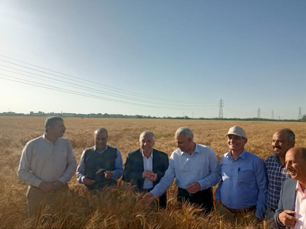 ‫رئيس البحوث الزراعية يفتتح حصاد المحاصيل الشتوية بمحطة سخا بكفر الشيخ (1)