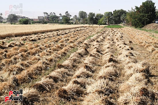 زراعة-القمح-فى-محافظة-قنا