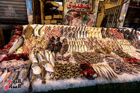 جمال السمك بسوق المنيب (1)