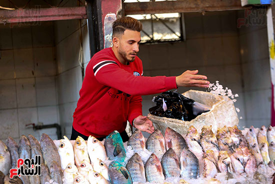 سمك بلطى بسوق المنيب (2)