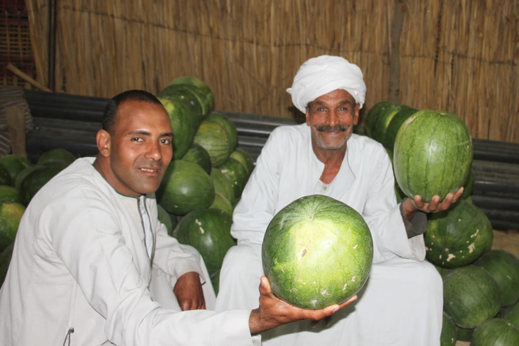 تجار البطيخ خلال تجهيز المحصول للأسواق
