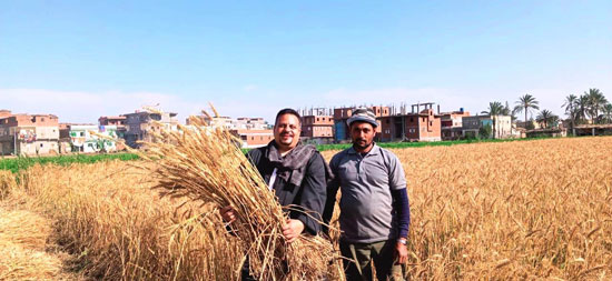 زراعة القمح بكفر الشيخ