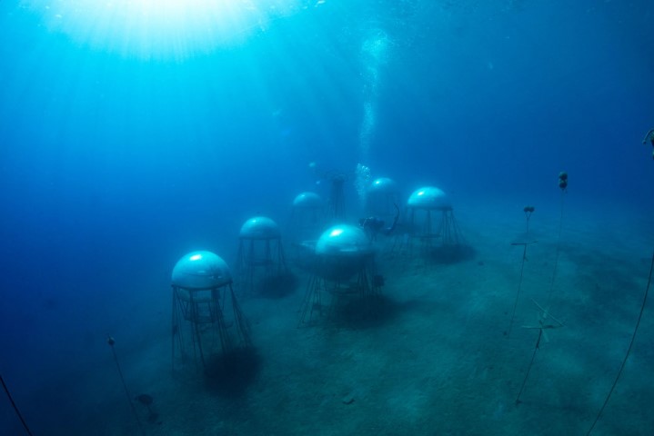أول تجربة للزراعة تحت الماء فى العالم