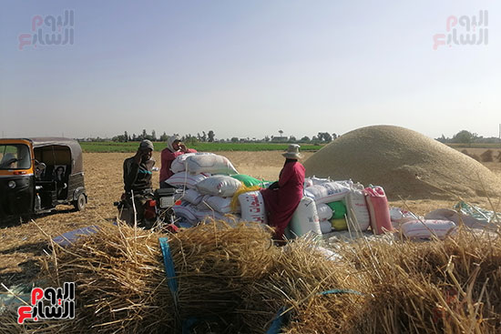 موسم-حصاد-القمح-في-مصر