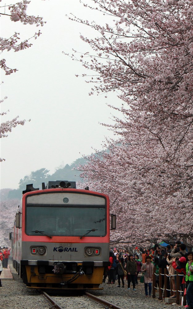 دخل قطار سياحي محطة كيونغهوا وسط إزهار الكرز في مدينة تشانغوون