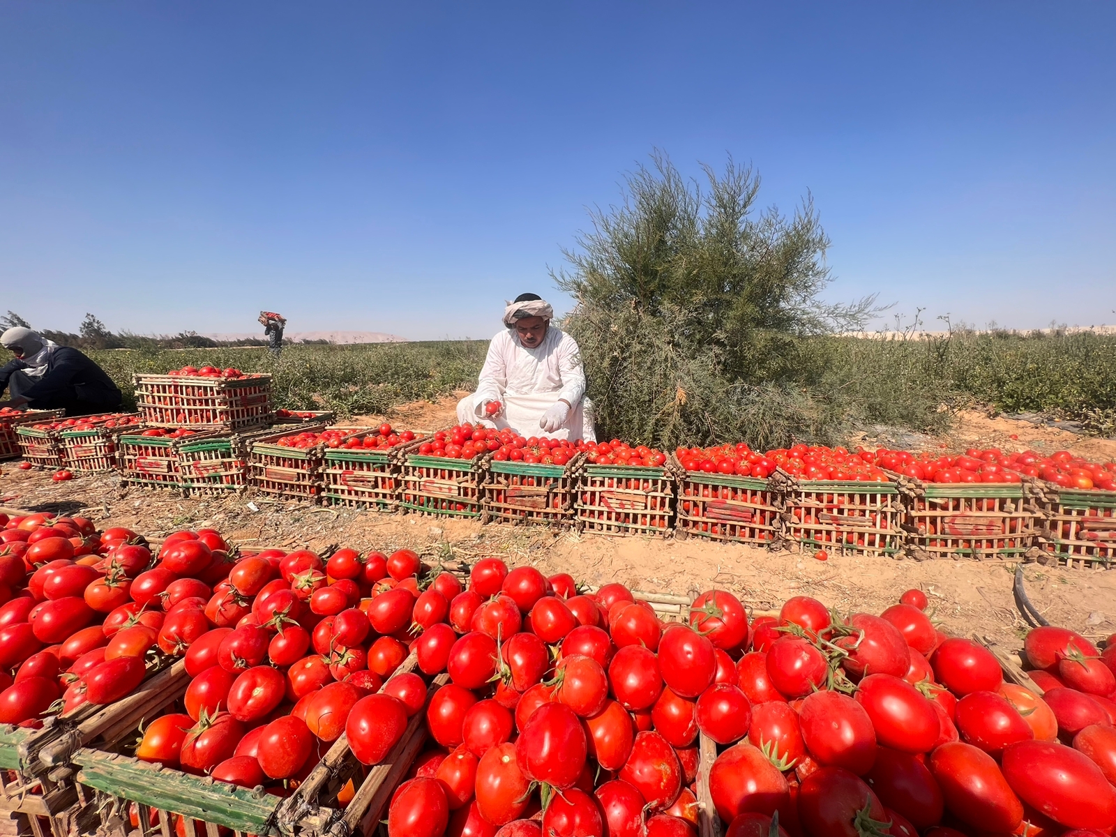 المزارعين خلال العمل بحصاد الطماطم