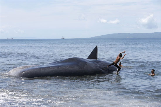 الحوت الابيض النافق على السواحل الاندونسيه
