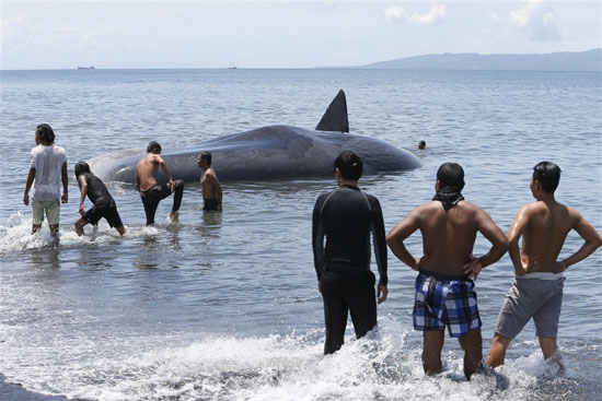 المواطنون بالقرب من جثه الحوت
