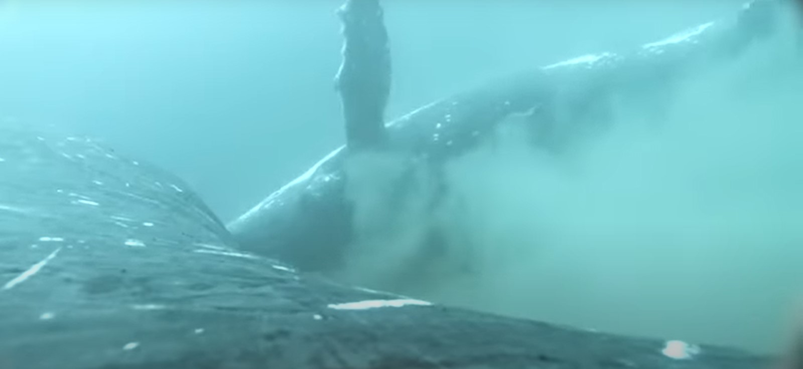 الحيتان تحك ظهرها فى قاع المحيط