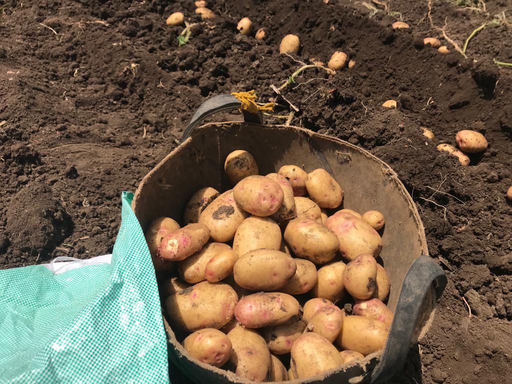 حصاد البطاطس 