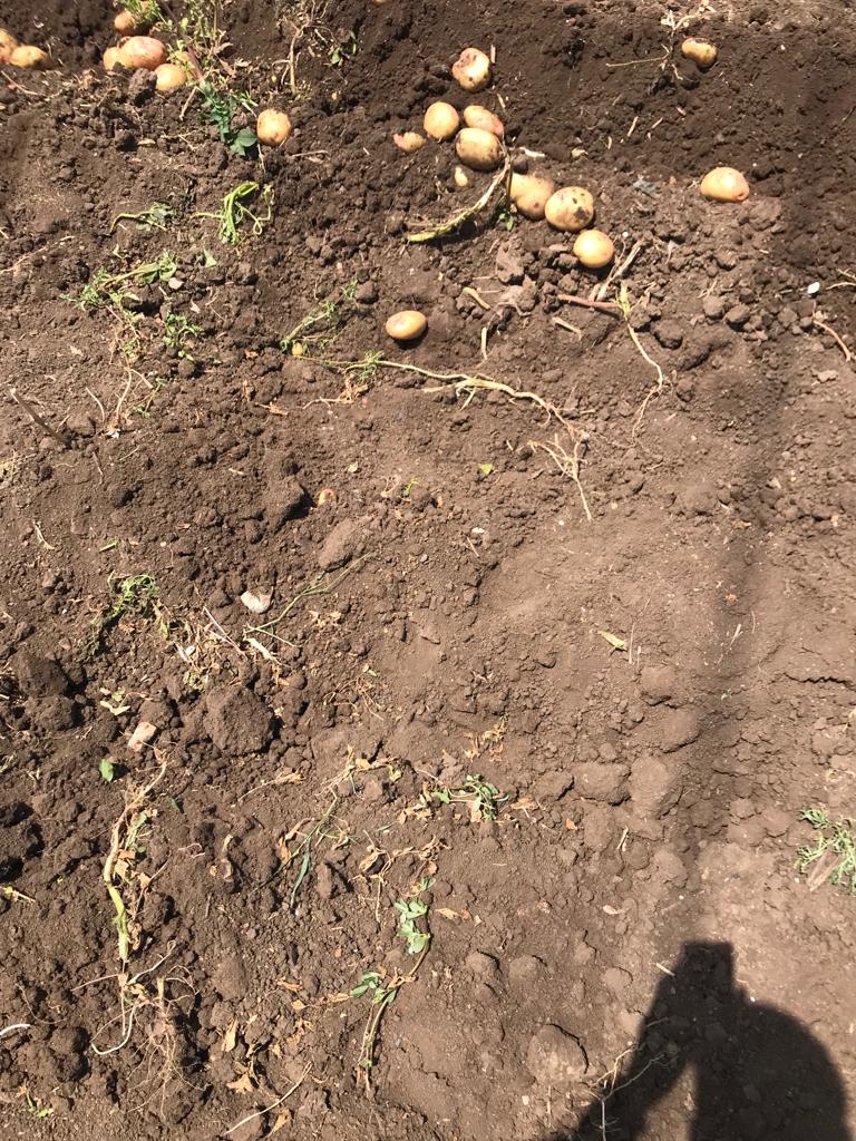 محصول البطاطس بأراضي الغربية