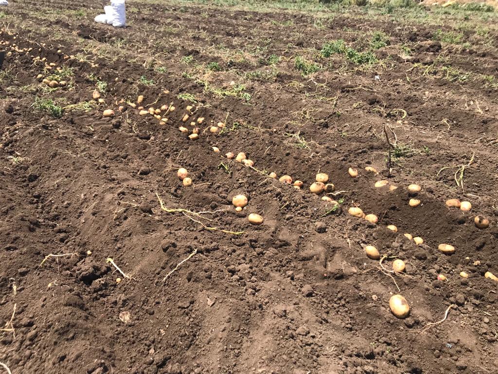حصاد البطاطس في الغربية
