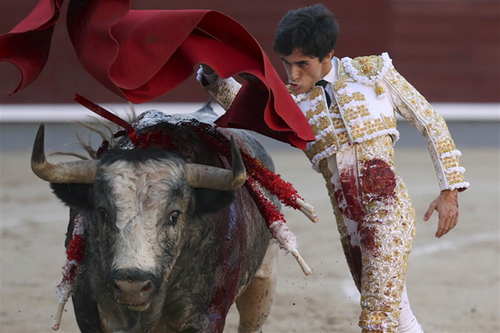 مصارعة الثيران فى إسبانيا (5)