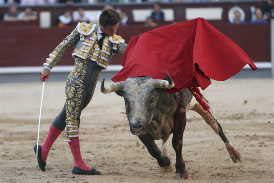 مصارعة الثيران فى إسبانيا (8)