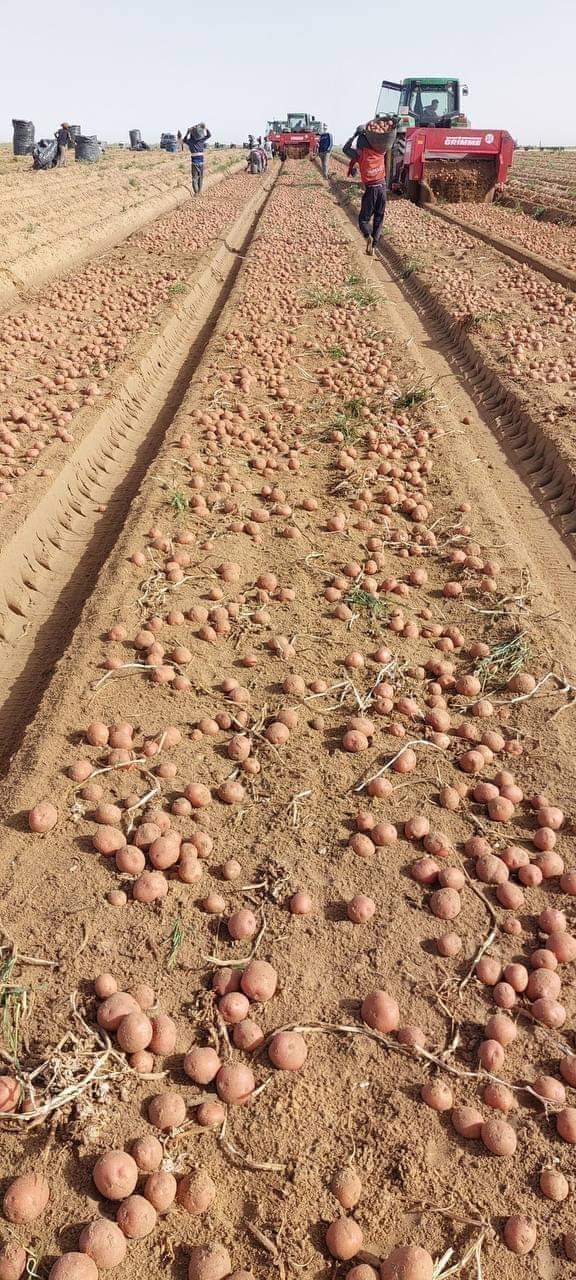 حصاد البطاطس بالفرافرة
