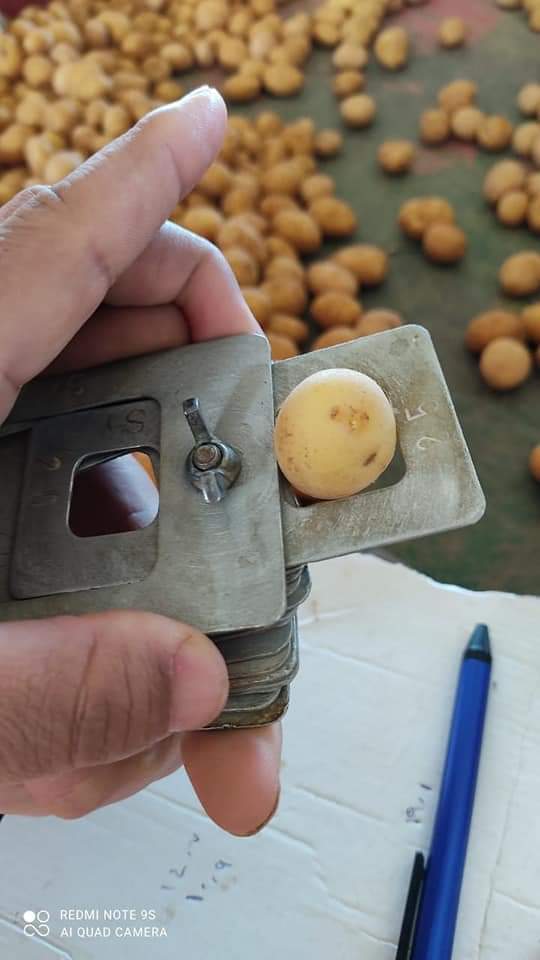 أعمال فرز البطاطس