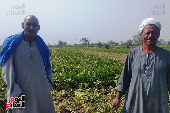 فرحة المزارعين بحصاد محصول البنجر في المنيا (4)