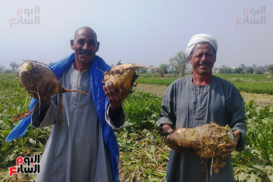 فرحة المزارعين بحصاد محصول البنجر في المنيا (1)