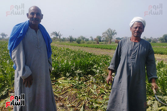 فرحة المزارعين بحصاد محصول البنجر في المنيا (3)