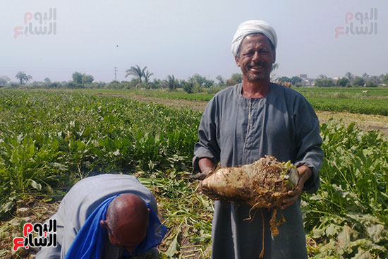 فرحة المزارعين بحصاد محصول البنجر في المنيا (6)