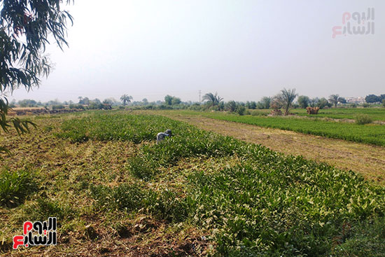فرحة المزارعين بحصاد محصول البنجر في المنيا (2)
