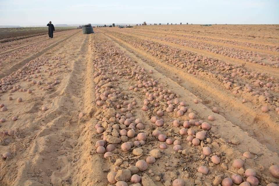 اعمال حصاد البطاطس