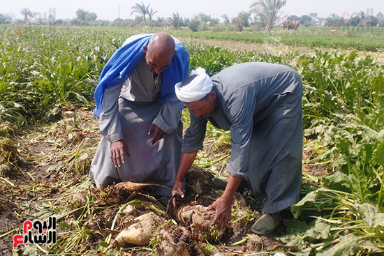 فرحة المزارعين بحصاد محصول البنجر في المنيا (5)