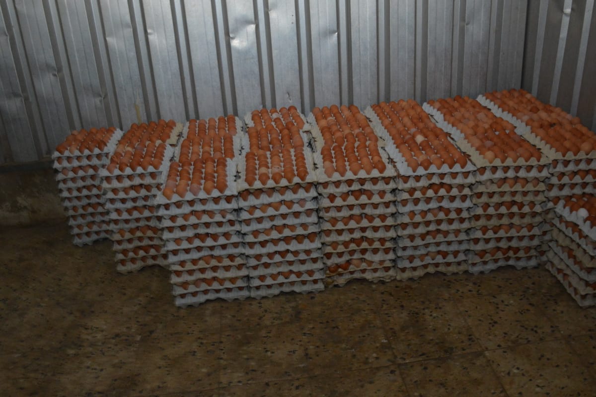 محافظ القليوبية يتفقد مشروع الـ 30 مليون بيضة بالخانكة (9)