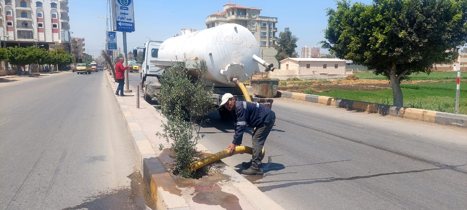 زراعة الاشجار بكفر الشيخ