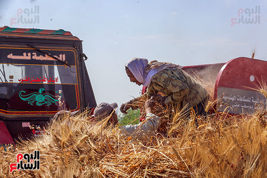 موسم حصاد القمح البلدى (2)