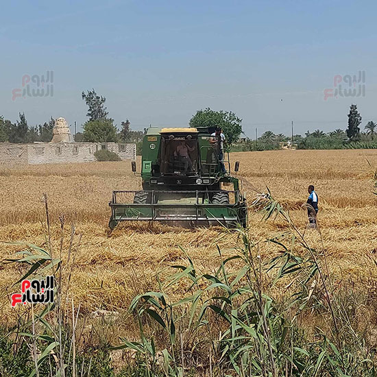 اعمال-الحصاد-بالاراضى-الزراعية
