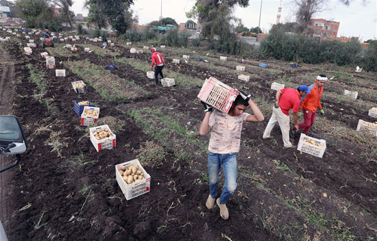 جمع محصول البطاطس فى مدينه بنها القليوبية  (1)