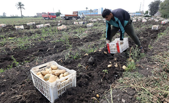 جمع محصول البطاطس فى مدينه بنها القليوبية  (2)