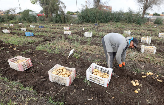 جمع محصول البطاطس فى مدينه بنها القليوبية  (3)
