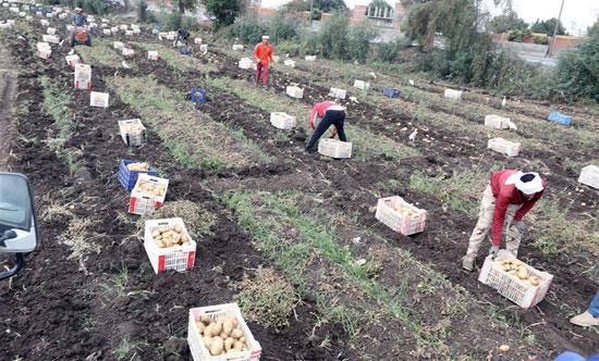 حصاد وجمع البطاطس من حقول مدينه بنها   (3)
