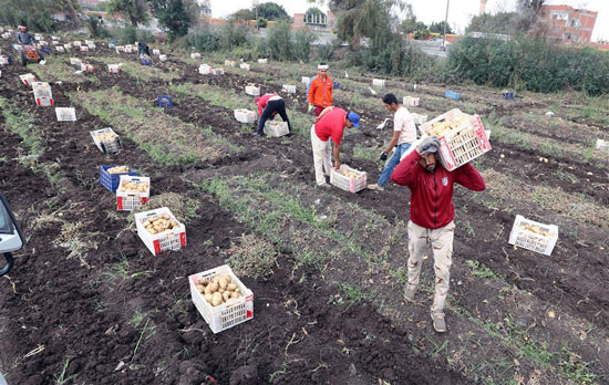 حصاد وجمع البطاطس من حقول مدينه بنها   (2)