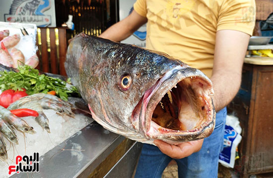 سمكة-اللوت-في-الاسكندرية