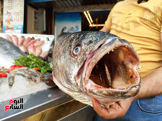 أكبر-سمكة-لوت-في-الاسكندرية-طولها-120سمم