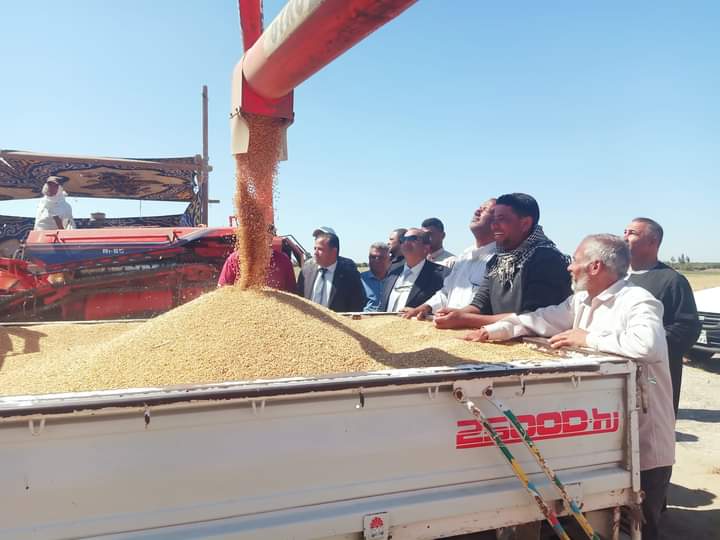  عرس حصاد القمح شرق قناة السويس  (1)